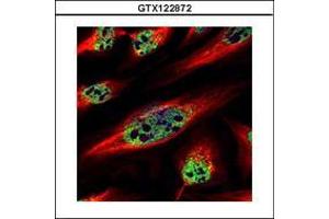 Image no. 2 for anti-Zinc Finger Protein 689 (ZNF689) (AA 28-240) antibody (ABIN1501852) (ZNF689 抗体  (AA 28-240))