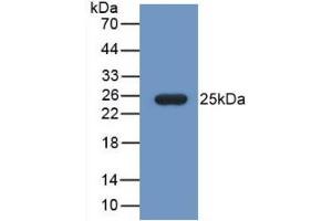 Western Blot; Sample: Recombinant FBLN1, Mouse. (Fibulin 1 抗体  (AA 399-578))