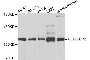 Western blot analysis of extracts of various cell lines, using SECISBP2 antibody (ABIN5974073) at 1/1000 dilution. (SECISBP2 抗体)
