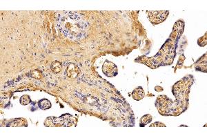 Immunohistochemistry (IHC) image for anti-Haptoglobin (HP) (AA 123-307) antibody (ABIN7432676)