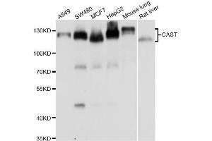 Western blot analysis of extracts of various cell lines, using CAST antibody (ABIN5975784) at 1/1000 dilution. (Calpastatin 抗体)