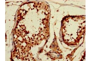 IHC image of ABIN7148907 diluted at 1:1200 and staining in paraffin-embedded human testis tissue performed on a Leica BondTM system. (p21 抗体  (AA 2-164))