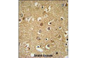 RAB11FIP2 Antibody immunohistochemistry analysis in formalin fixed and paraffin embedded human brain tissue followed by peroxidase conjugation of the secondary antibody and DAB staining. (RAB11FIP2 抗体  (AA 345-374))