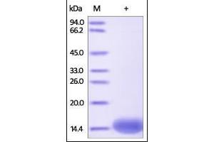 Human FABP1, His Tag on SDS-PAGE under reducing (R) condition. (FABP1 Protein (AA 2-127) (His tag))
