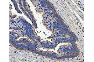 IHC analysis of Milk Fat Globule 1/MFGE8 using anti-Milk Fat Globule 1/MFGE8 antibody (ABIN7600829).