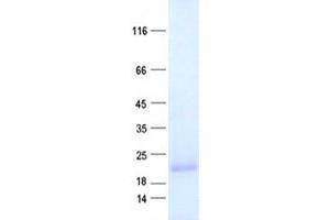 Western Blotting (WB) image for Chromosome 3 Open Reading Frame 24 (C3orf24) protein (His tag) (ABIN2715509)