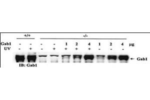 Rescue of the JNK pathway by expression of wild-type Gab1 in Gab1-/- cells. (GAB1 抗体)