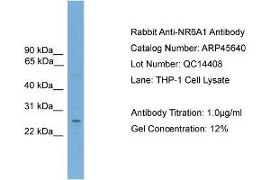 Western Blotting (WB) image for anti-Nuclear Receptor Subfamily 6, Group A, Member 1 (NR6A1) (Middle Region) antibody (ABIN2782300)