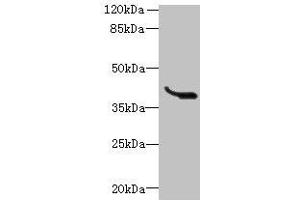 Western blot All lanes: LRTM1 antibody at 0. (LRTM1 抗体  (AA 1-212))