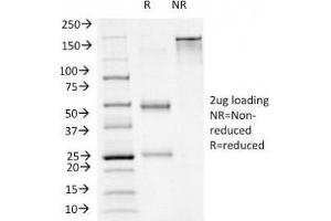 SDS-PAGE Analysis of Purified, BSA-Free FOXA1 Antibody (clone FOXA1/1241).