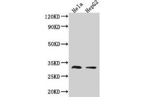Western Blot Positive WB detected in: Hela whole cell lysate, HepG2 whole cell lysate All lanes: TMEM192 antibody at 3. (TMEM192 抗体  (AA 193-271))