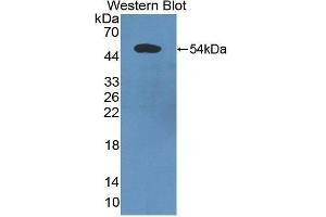 Western Blotting (WB) image for anti-Programmed Cell Death 6 Interacting Protein (PDCD6IP) (AA 174-383) antibody (ABIN3207000) (ALIX 抗体  (AA 174-383))
