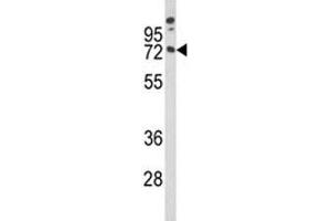 Western blot analysis of MAG antibody and A375 lysate (MAG 抗体  (AA 439-466))