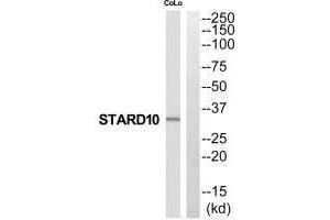 Western blot analysis of extracts from COLO205 cells, using STARD10 antibody. (STAR 抗体  (N-Term))
