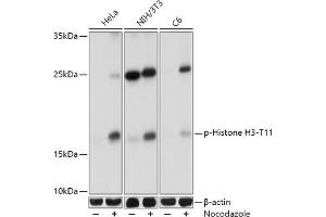 Western blot analysis of extracts of various cell lines, using Phospho-Histone H3-T11 antibody (ABIN3023615, ABIN3023616, ABIN3023617 and ABIN6225469) at 1:1000 dilution. (Histone 3 抗体  (pThr11))
