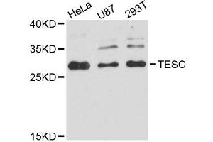 Western blot analysis of extracts of various cell lines, using TESC antibody (ABIN5996690) at 1:3000 dilution. (Tescalcin 抗体)