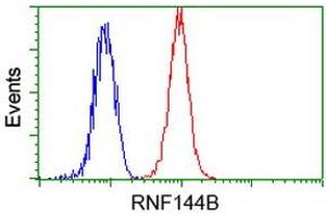 Image no. 2 for anti-Ring Finger Protein 144B (RNF144B) (AA 1-256) antibody (ABIN1490652) (RNF144B 抗体  (AA 1-256))