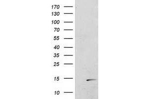 Image no. 1 for anti-Polymerase (RNA) II (DNA Directed) Polypeptide J2 (POLR2J2) antibody (ABIN1500339) (POLR2J2 抗体)