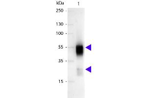 Western blot of Alkaline Phosphatase conjugated Sheep Anti-Rabbit IgG secondary antibody. (绵羊 anti-兔 IgG (Heavy & Light Chain) Antibody (Alkaline Phosphatase (AP)) - Preadsorbed)