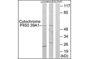 Western blot analysis of extracts from LOVO/HuvEc cells, using CYP39A1 Antibody . (CYP39A1 抗体  (C-Term))