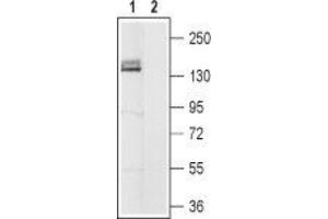 Western blot analysis of rat brain membranes:1. (Hyperpolarization Activated Cyclic Nucleotide-Gated Potassium Channel 4 (HCN4) Peptide)