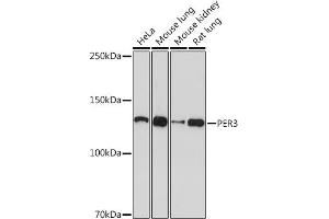 Western blot analysis of extracts of various cell lines, using PER3 Rabbit mAb (ABIN7269225) at 1:1000 dilution. (PER3 抗体)