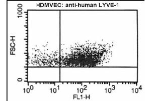 FACS analysis of LYVE-1 on human microvascular endothelial cells using antibody ABIN115663.
