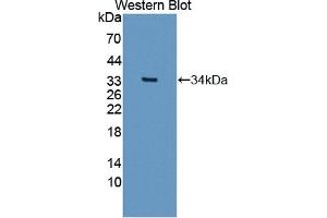 Detection of Recombinant SIRT5, Human using Polyclonal Antibody to Sirtuin 5 (SIRT5) (SIRT5 抗体  (AA 37-310))