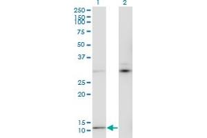 Western Blot analysis of MTCP1 expression in transfected 293T cell line by MTCP1 monoclonal antibody (M05), clone 1G12. (MTCP1 抗体  (AA 1-68))