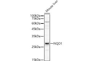 Western blot analysis of extracts of Mouse liver, using NQO1 antibody (ABIN1681096, ABIN3015018, ABIN3015019 and ABIN6213595) at 1:400 dilution.