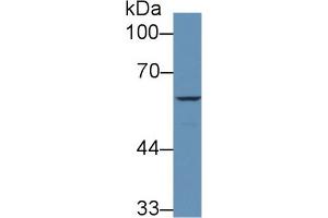 Western Blot; Sample: Human HepG2 cell lysate; Primary Ab: 1µg/ml Rabbit Anti-Human F9 Antibody Second Ab: 0.