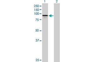 Western Blot analysis of ADARB1 expression in transfected 293T cell line by ADARB1 MaxPab polyclonal antibody.