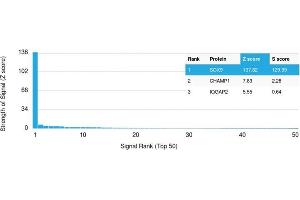 Analysis of Protein Array containing more than 19,000 full-length human proteins using SOX9 Mouse Monoclonal Antibody (SOX9/2398) Z- and S- Score: The Z-score represents the strength of a signal that a monoclonal antibody (Monoclonal Antibody) (in combination with a fluorescently-tagged anti-IgG secondary antibody) produces when binding to a particular protein on the HuProtTM array. (SOX9 抗体  (AA 393-508))