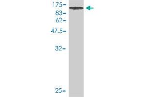 Western Blotting (WB) image for anti-Dynein, Axonemal, Intermediate Chain 2 (DNAI2) (AA 1-593) antibody (ABIN566265)