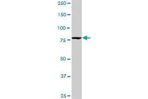 PIK3R1 monoclonal antibody (M01), clone 3A10. (PIK3R1 抗体  (AA 1-454))