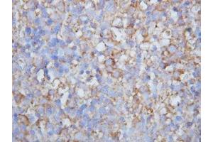 IHC-P: Lymphotactin antibody testing of mouse lymph node (XCL1 抗体  (C-Term))