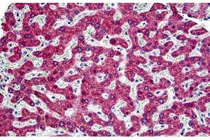 Human Liver: Formalin-Fixed, Paraffin-Embedded (FFPE) (MGST1 抗体  (AA 40-71))