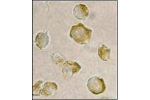 Immunocytochemistry of Nudel in Jurkat cells with this product at 2 μg/ml. (NDEL1 抗体  (N-Term))