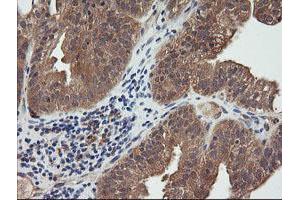 Image no. 2 for anti-Ras Homolog Gene Family, Member J (RHOJ) antibody (ABIN1501341) (RHOJ 抗体)