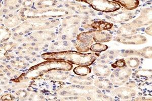 Immunohistochemistry analysis of paraffin-embedded mouse kidney using,PRAP1 (ABIN7075198) at dilution of 1: 8000 (PRAP1 抗体)