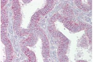 Anti-CDK9 antibody IHC staining of human uterus. (CDK9 抗体  (N-Term))