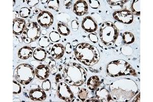 Image no. 6 for anti-Tubulin tyrosine Ligase-Like Family, Member 12 (TTLL12) antibody (ABIN1499035) (TTLL12 抗体)