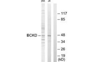 Western Blotting (WB) image for anti-Branched Chain Ketoacid Dehydrogenase Kinase (BCKDK) (AA 11-60) antibody (ABIN2889312) (BCKDK 抗体  (AA 11-60))