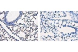Expression of AQP5 in rat lung - Immunohistochemical staining of rat lung sections using Anti-Aquaporin 5 Antibody (ABIN7042941, ABIN7045200 and ABIN7045201), (left panel). (Aquaporin 5 抗体  (C-Term, Intracellular))