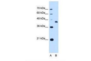Image no. 2 for anti-Deafness, Autosomal Dominant 5 (DFNA5) (AA 342-391) antibody (ABIN321047) (DFNA5 抗体  (AA 342-391))
