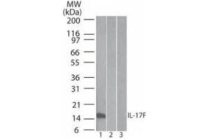 IL17F anticorps  (Biotin)