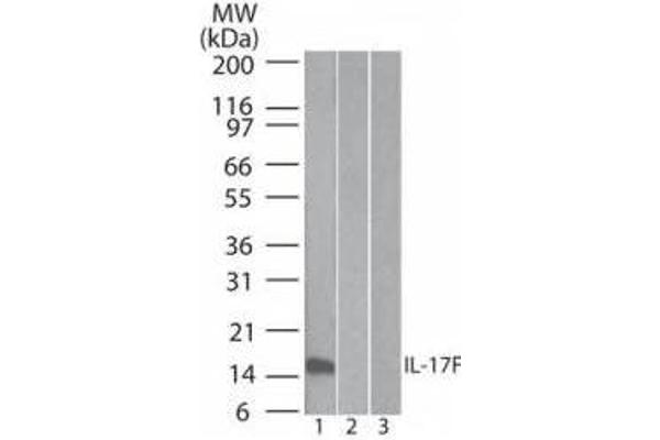 IL17F anticorps  (Biotin)