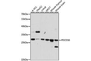 Western blot analysis of extracts of various cell lines, using PDCD10 antibody. (PDCD10 抗体)