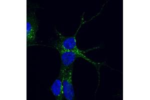Immunofluorescence (IF) image for anti-Vacuolar Protein Sorting 35 (VPS35) (C-Term) antibody (ABIN185182)