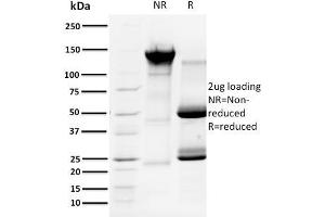 SDS-PAGE Analysis Purified Cyclin A1 Mouse Monoclonal Antibody (XLA1-3). (Cyclin A1 抗体)